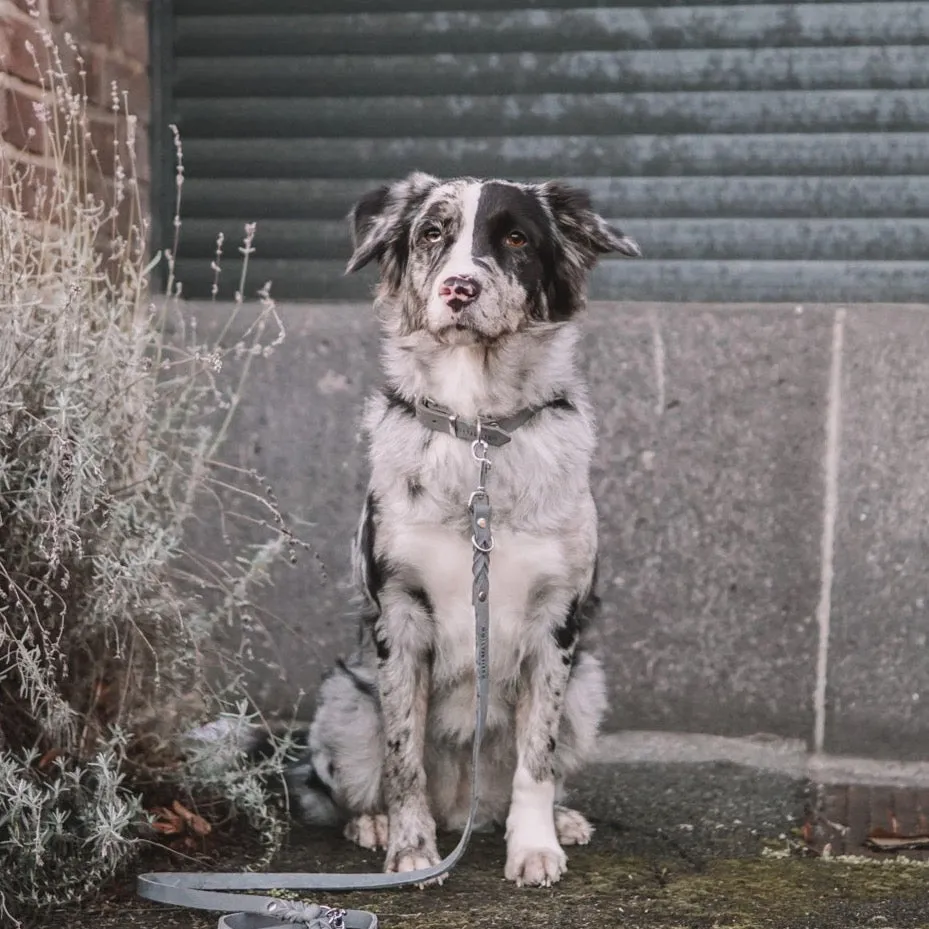 "Butter" Dog Collar - Timeless Grey