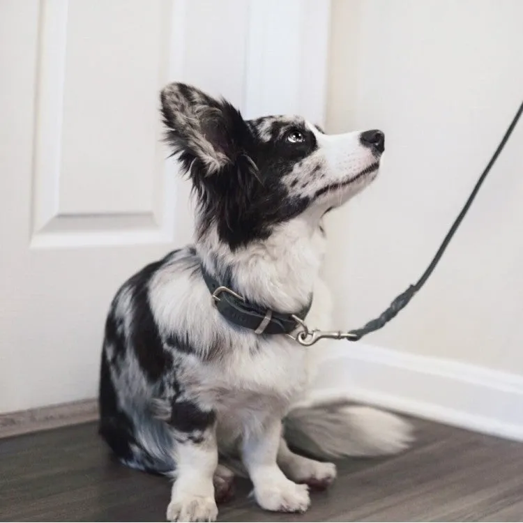 "Butter" Dog Collar - Timeless Grey